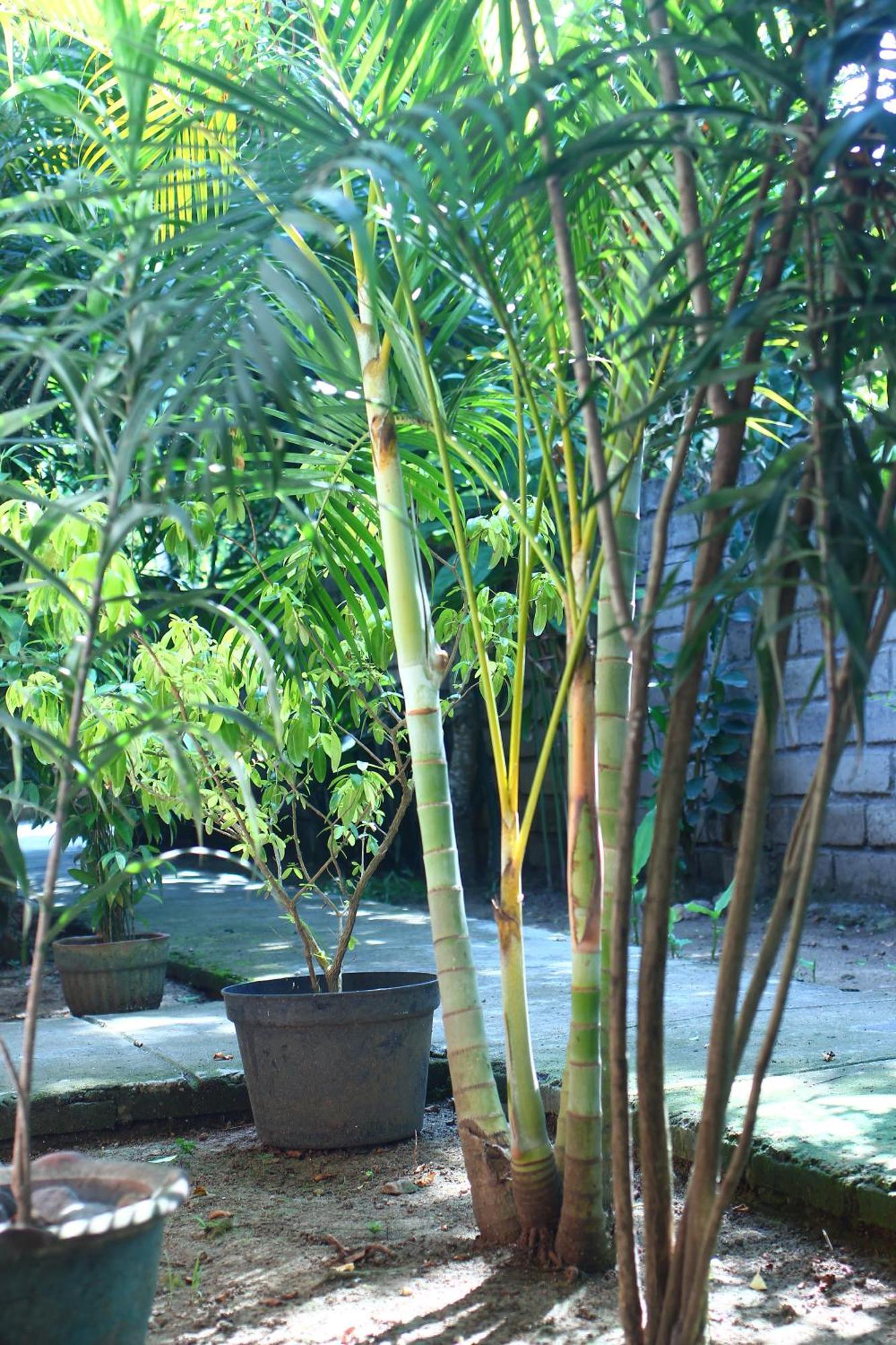 Three V Homestay Kuta  Exterior foto